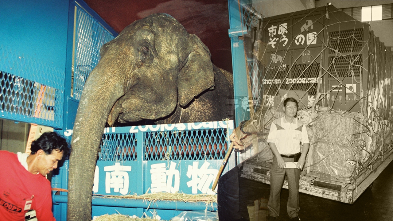 25 ปี ส่งคืนช้างไทย “พังสโตมมี” ทนหนาวทรมานในญี่ปุ่น อนาถสิ้นลมหลังเหยียบแผ่นดินเกิด 