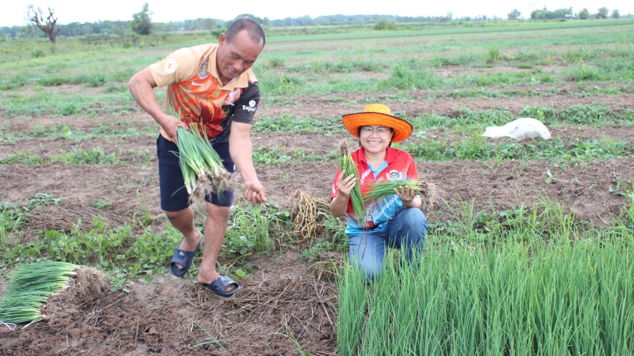 ชาวสวนที่บ้านโป่งแดง ปลูกต้นหอมรายได้ดีเดือนละแสน สร้างอาชีพแก่คนในท้องถิ่น