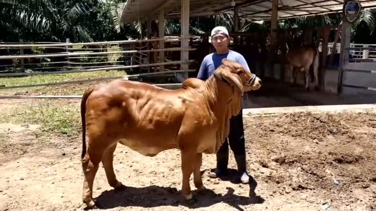 สามีภรรยาเปิดฟาร์มวัวบราห์มันแดงที่ จ.อุดรฯ ควบสอน “วัวเดินแบบ” ทำรายได้งาม