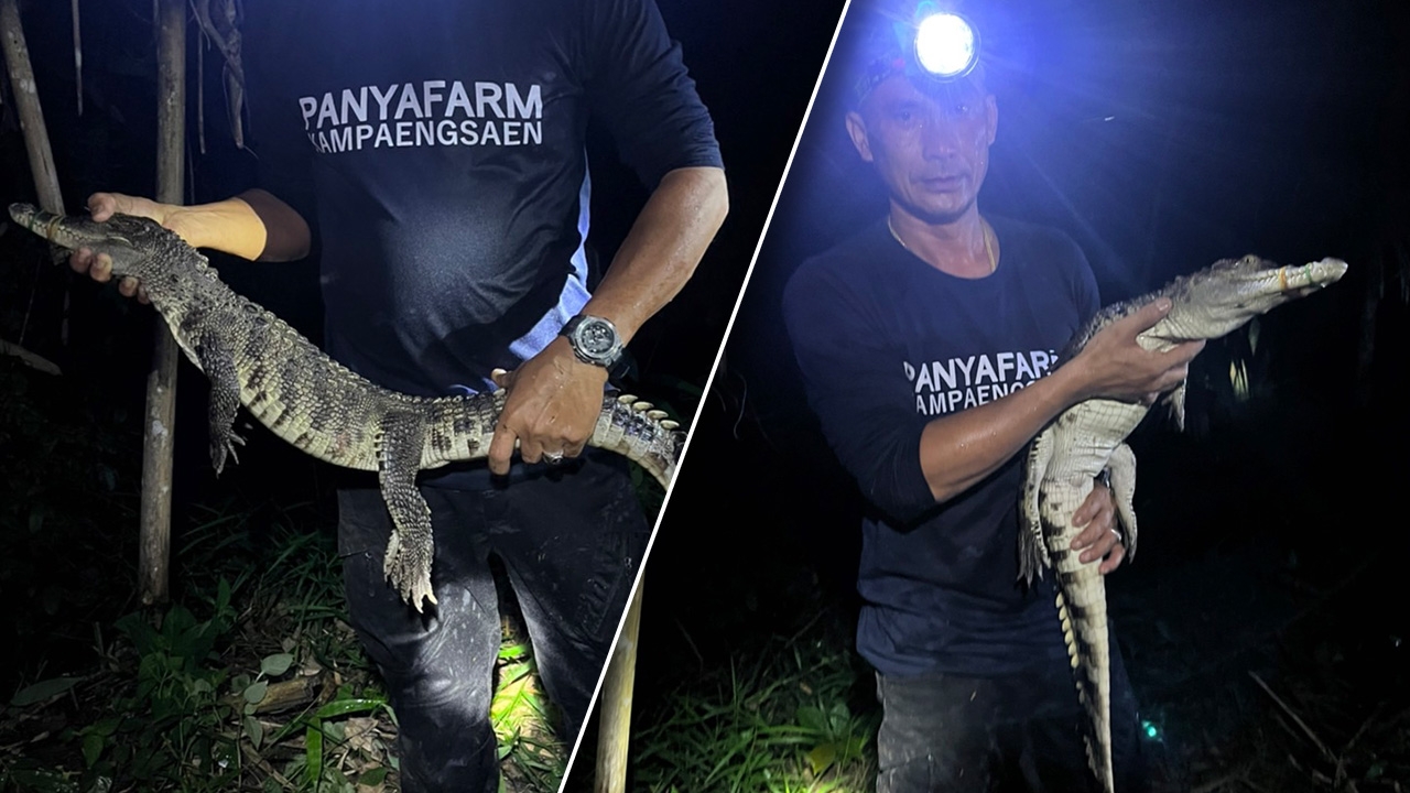 จับครบแล้ว 10 ตัว จระเข้หลุดบ่อเลี้ยงทุ่งใหญ่ เจ้าของยอมรับ หลังประมงแจ้งความเอาผิด