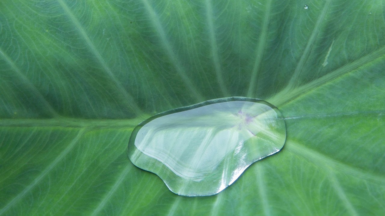 เหตุที่น้ำกลิ้งบนใบบอน