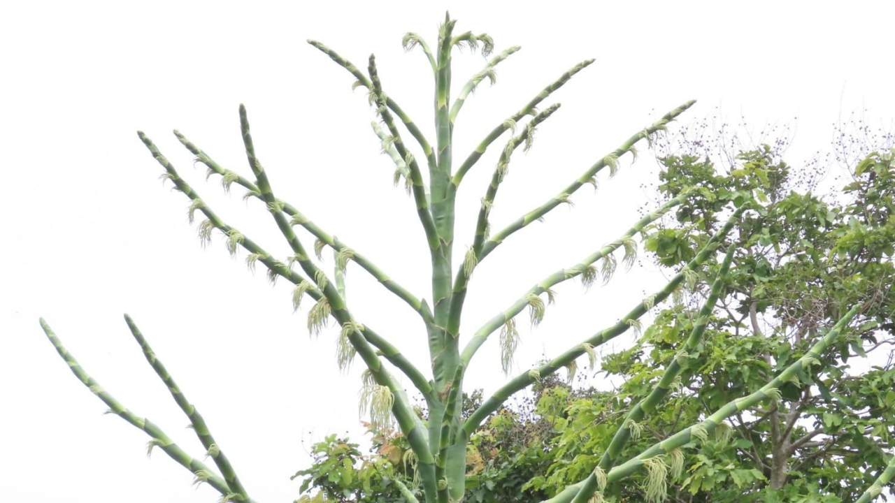 "นักวิจัย" อธิบายวัฏจักร "ต้นลาน" ในเขตอุทยานฯ ออกดอกสะพรั่งแล้วต้นจะตาย