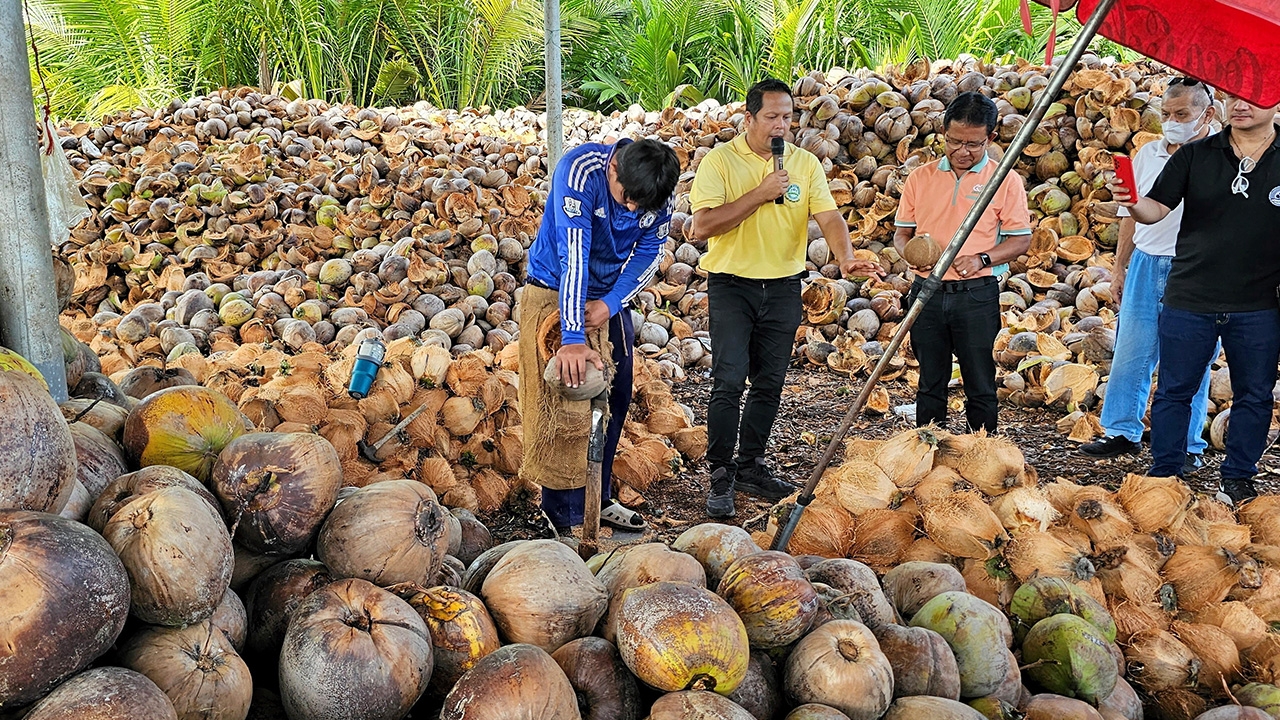 แปลงใหญ่มะพร้าว ต.บางใบไม้ ต้นแบบชุมชนซีโร่เวสครบวงจร