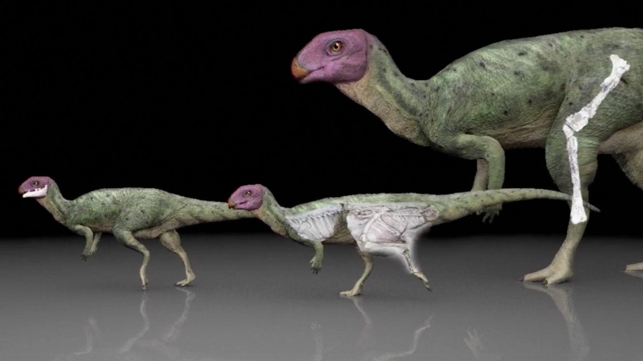 ค้นพบ "มินิโมเคอร์เซอร์ ภูน้อยเอนซิส" ไดโนเสาร์ชนิดใหม่ ตัวที่ 13 ของไทย