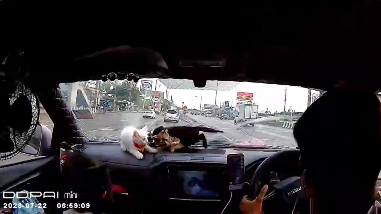 โฟกัสอะไรก่อนดี กระบะถูกชน แมวหน้ารถกระเจิง หนุ่มคนขับปลอบแฟนสุดอบอุ่น