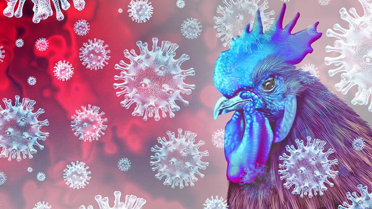 ไข้หวัดนกกลายพันธุ์ แพร่เชื้อง่ายกว่าเดิม ไทยเฝ้าระวังมีโอกาสติดสู่คน 