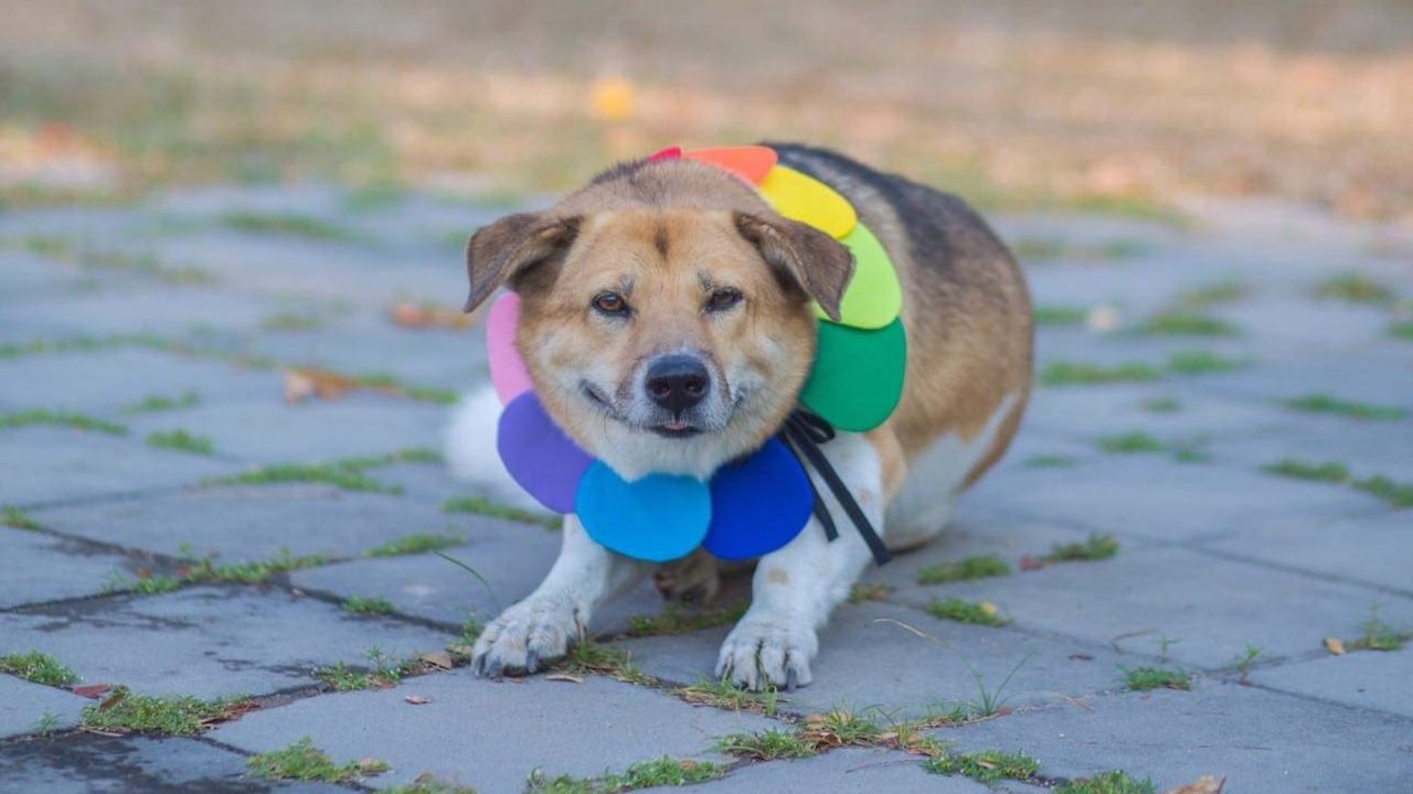 สิ้นสุดการรอคอย ศาลนัดฟังคำพิพากษาคดีความ "เตี้ย มช." สุนัขเซเลบ 25 ก.ค.นี้