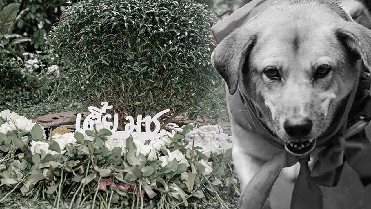 เตี้ย มช. เปิดหลักฐานสำคัญปิดคดีปริศนา ยกระดับกฎหมายทารุณหมาจร