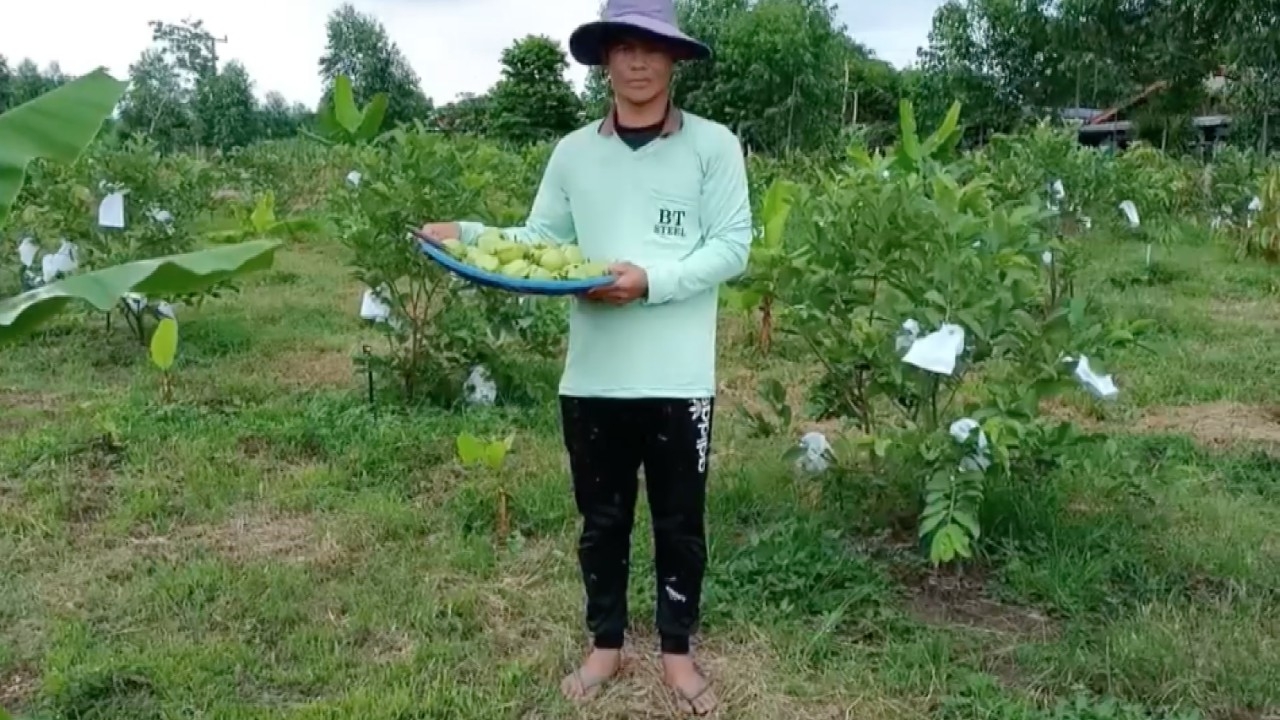 ชาวสวนปราจีนฯ ทำเกษตรผสมผสาน ลองปลูกฝรั่งกิมจู ตลาดตอบรับดี ทำรายได้งาม
