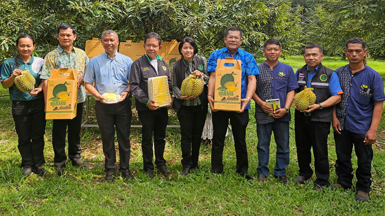 ทุเรียนถ่านหินเมืองหอยใหญ่