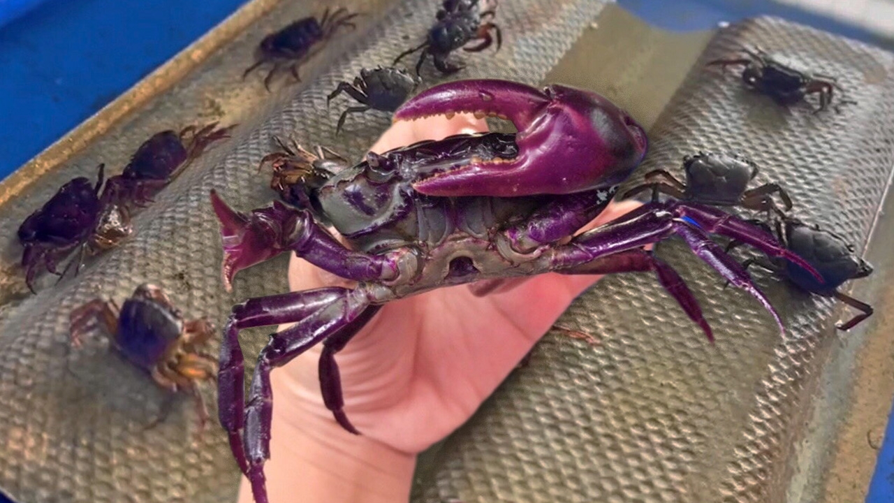 ประมงสร้างมาตรฐานปูนา มอบ มกษ.รายแรกในกรุงเทพมหานคร