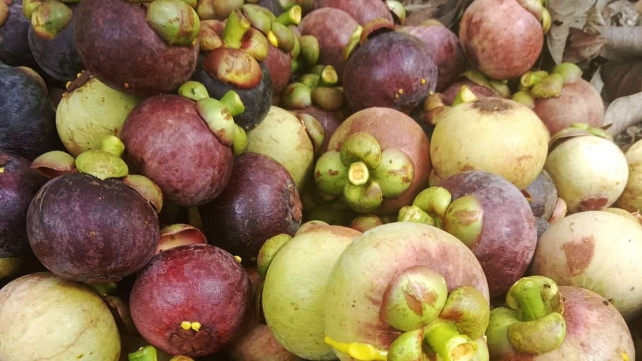 มังคุดพัทลุงราคาตก หลัง 3 จังหวัดผลผลิตออกพร้อมกัน ลูกรวม กก.ละ 15-20 บาท