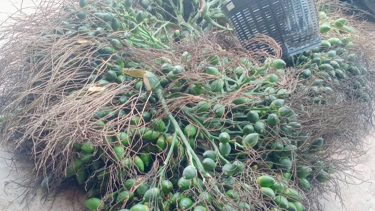 หนุนไทยวิจัยหมากสู่อุตสาหกรรมเวชภัณฑ์ เพื่อเพิ่มมูลค่าการส่งออกหมากแปรรูป