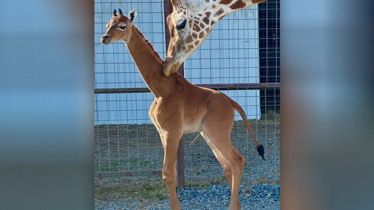 สุดแปลก ลูกยีราฟเกิดใหม่ที่สหรัฐฯ ไม่มีลวดลายตามลำตัว (คลิป)