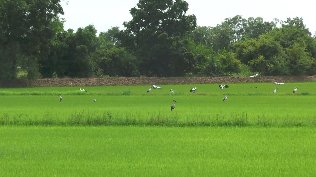 นาข้าวอุทัยธานีได้ฝนเขียวขจี แต่หอยเชอรี่ระบาด โชคดีฝูงนกปากห่างลงมาช่วยกิน 