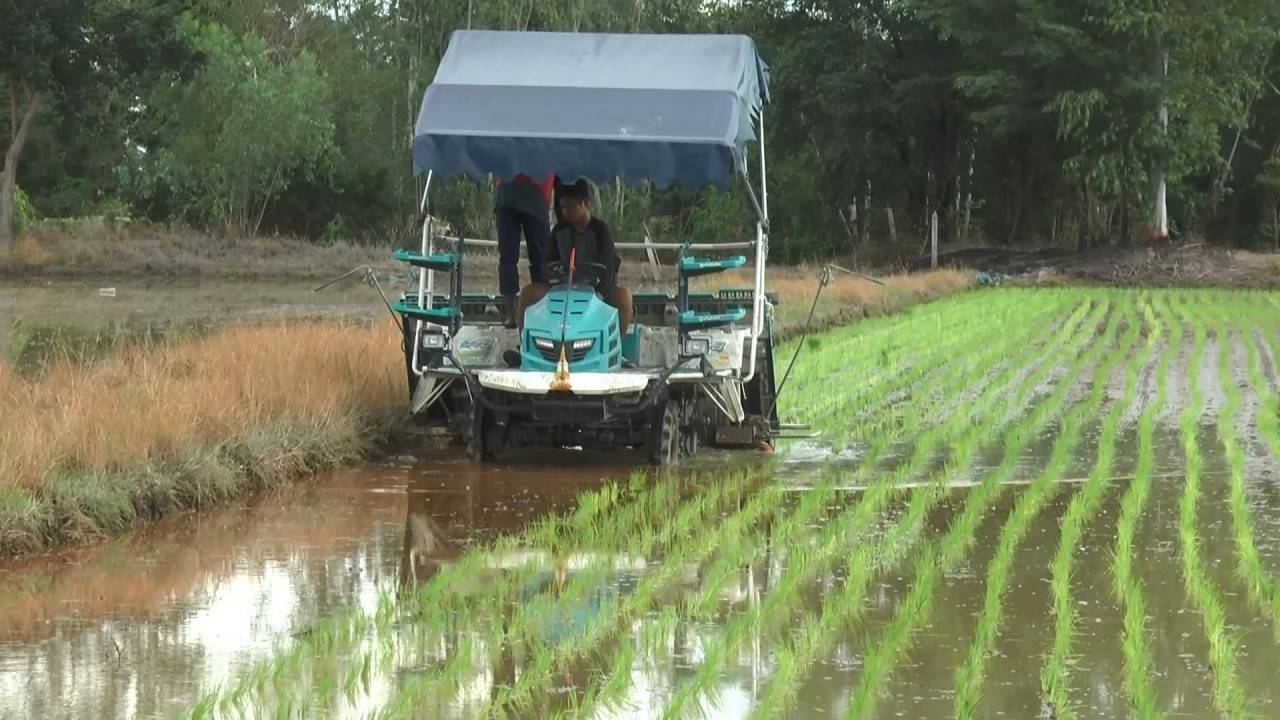 รู้ว่าเสี่ยงแต่ต้องวัดดวง ชาวนาทัพทัน จ้างรถดำนาหลังฝนตก หวังน้ำมีเพียงพอ