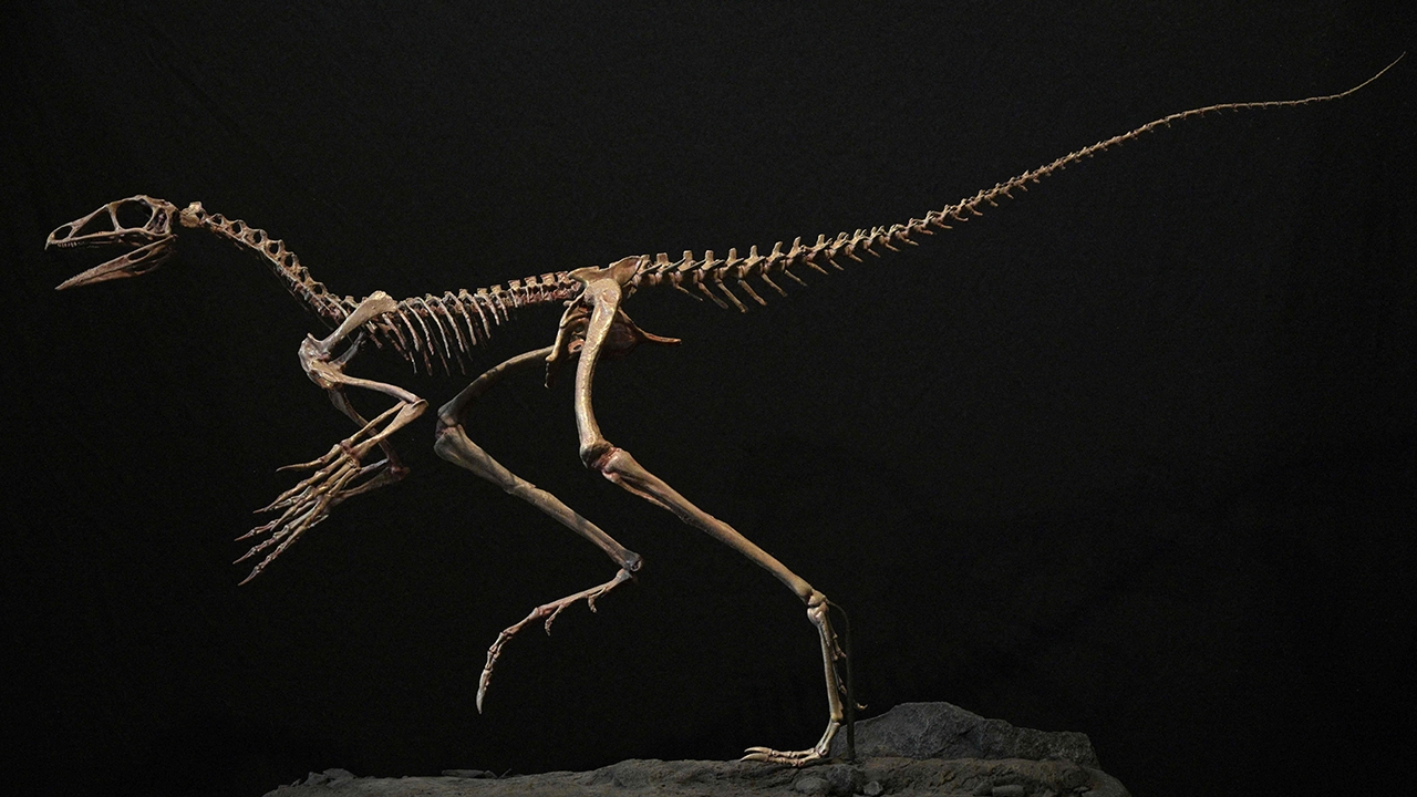 ฟอสซิลยุคบุกเบิกของเทอโรซอร์พบในบราซิล