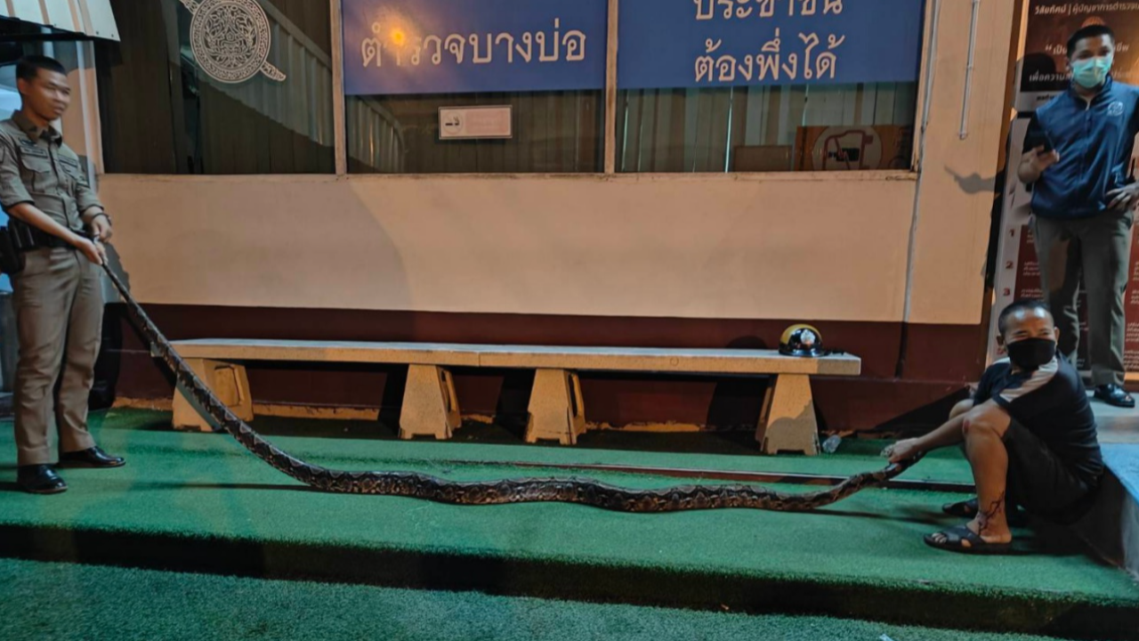 ลุงแจ้งความ งูเหลือมพยายามฆ่า บุกฉก รัดคอ ต้องกัดหางจึงรอดมาได้