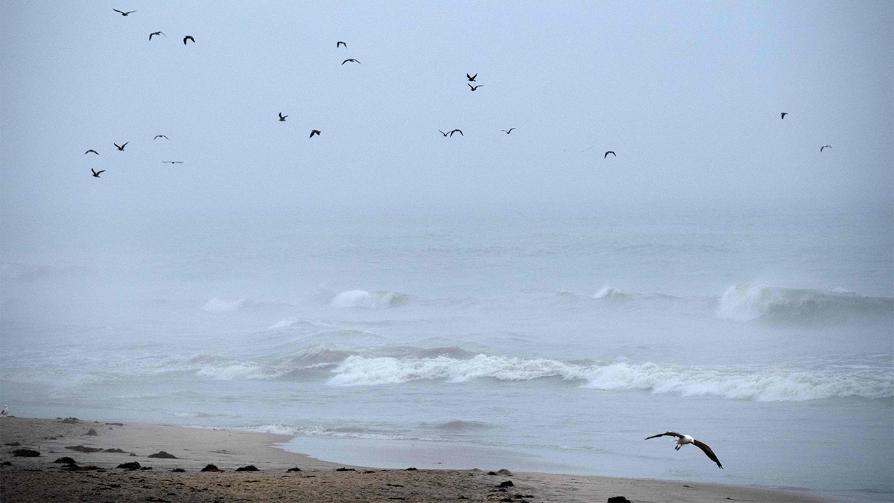 ที่หลบภัยของวาฬเพชฌฆาตในแปซิฟิกเหนือ