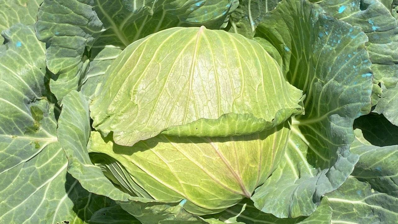 ปลูกกะหล่ำปลี ลดใช้สารเคมี