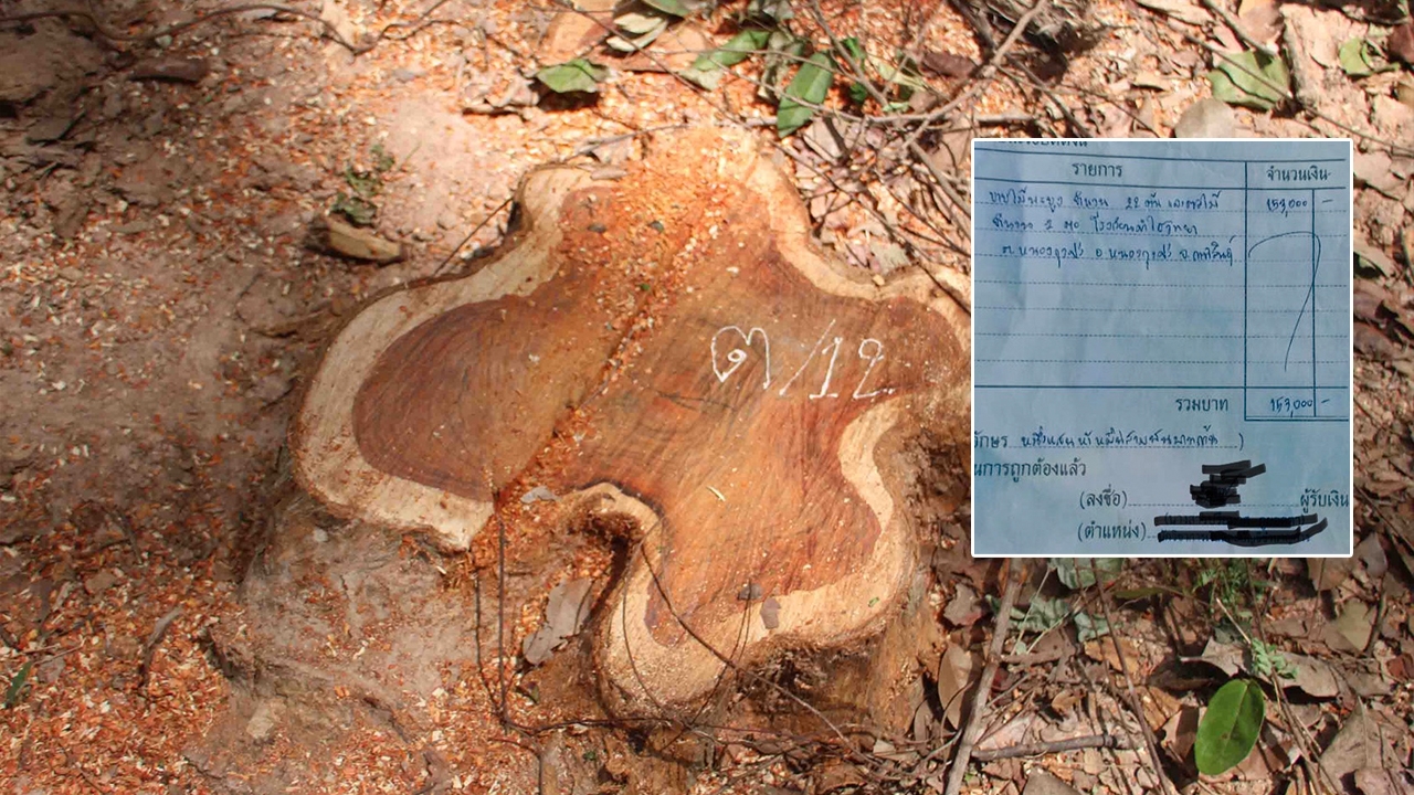 ชง ป.ป.ช.เชือด ปม "ตัดไม้พะยูงในโรงเรียน" ขายต่ำกว่าปกติ 28-56 เท่าตัว