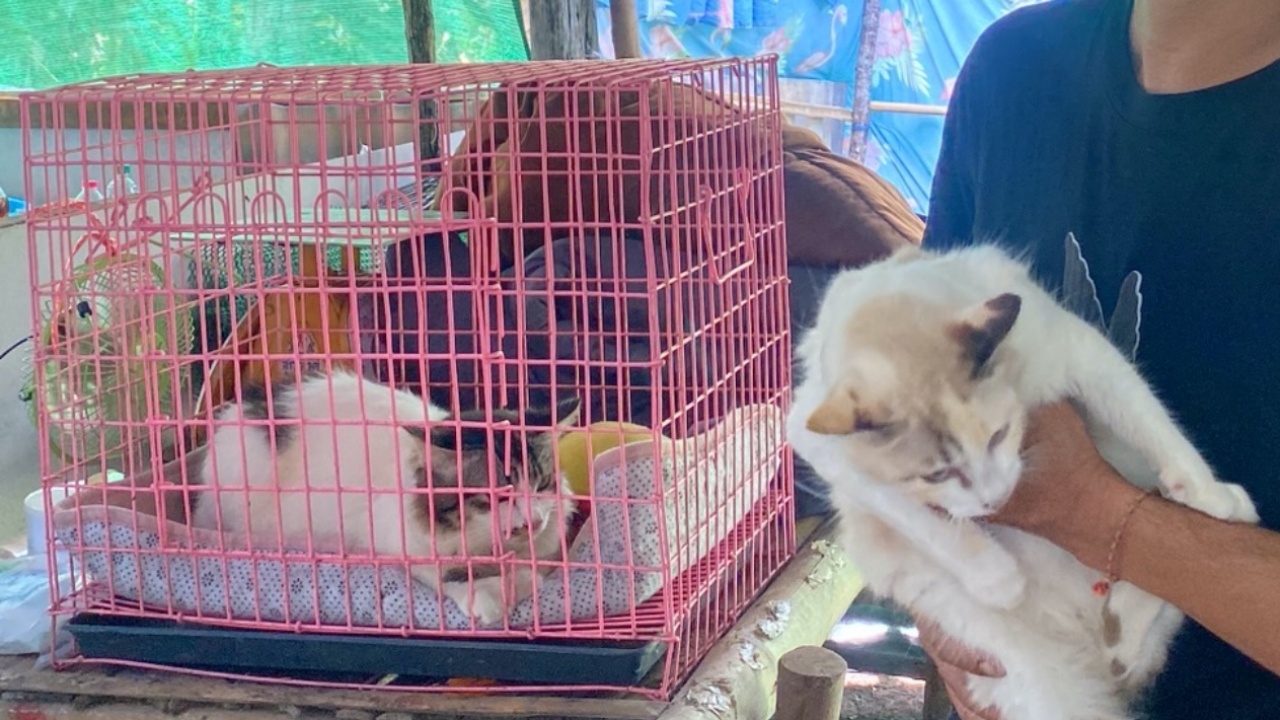 แม่ช็อกลูกชาย 10 ขวบคลั่งยาบ้า ตาขวางถือมีดจะเชือดคอแมว