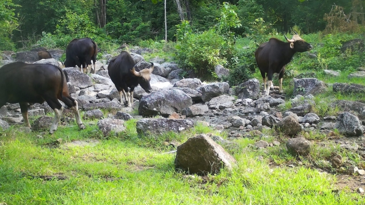เขตรักษาพันธุ์สัตว์ป่าห้วยขาแข้ง เฝ้าระวัง "โรคลัมปีสกิน" หวั่นลามติดวัวแดง