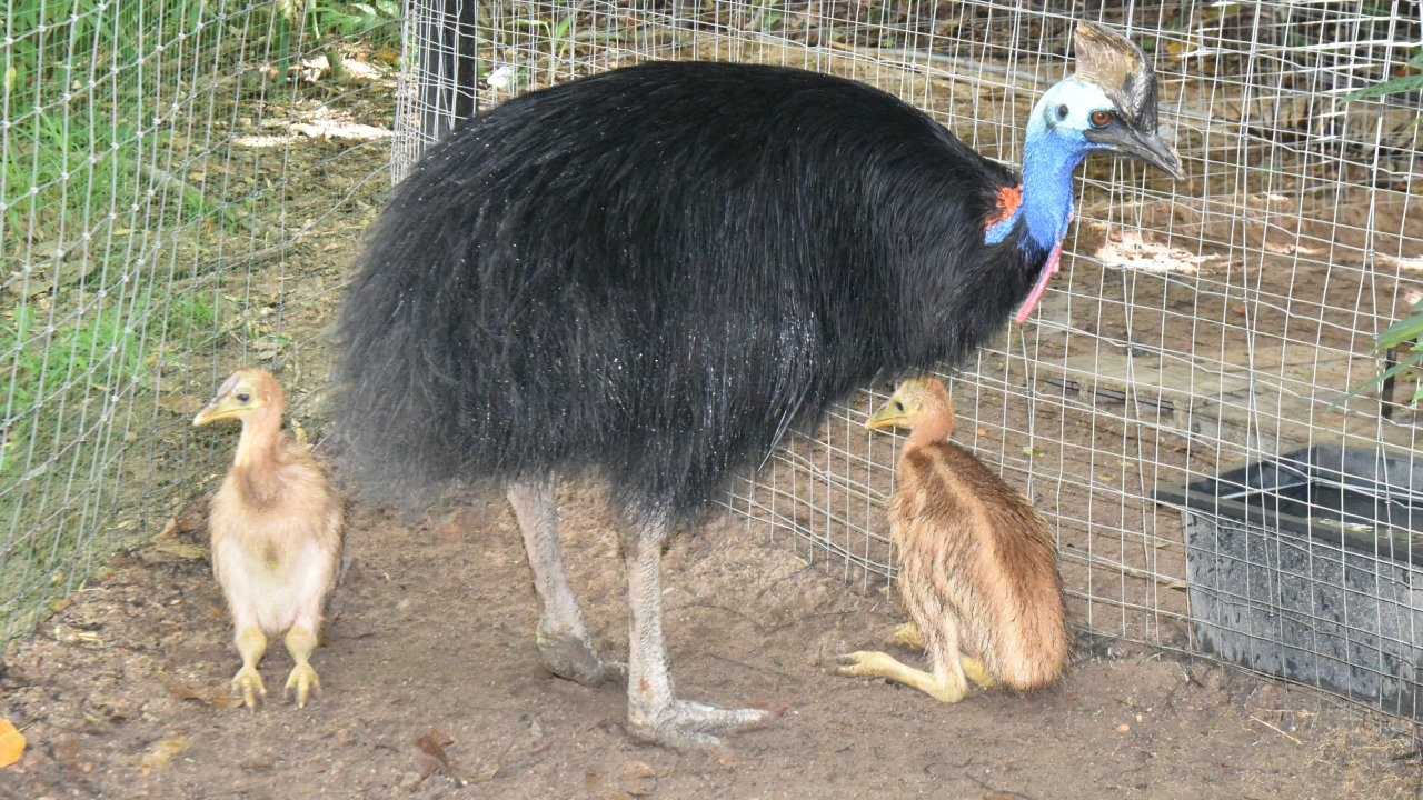 สวนสัตว์เปิดเขาเขียว ได้สมาชิกใหม่ ลูกนกคาสโซวารีคู่แรก จากการเพาะพันธุ์ในไทย