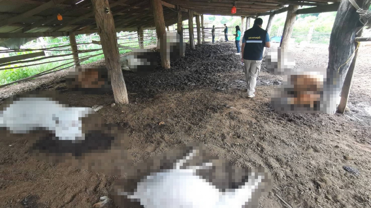 ชาวบ้านแจ้ห่ม งงวัวตายปริศนา 16 ตัว ให้กักดูอาการระหว่างรอผลชันสูตรชิ้นเนื้อ