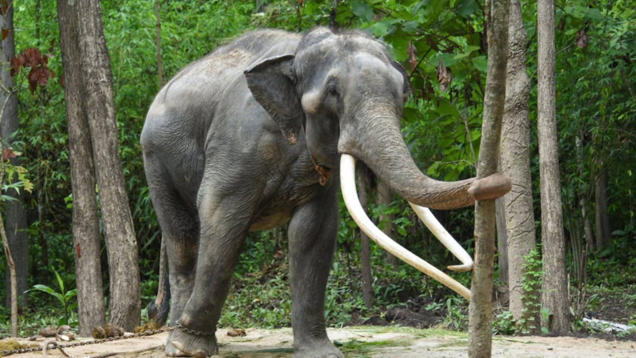 เตรียมจัดพิธี "ฮ้องขวัญ" พลายศักดิ์สุรินทร์ วันที่ 28 ส.ค. 66 นี้