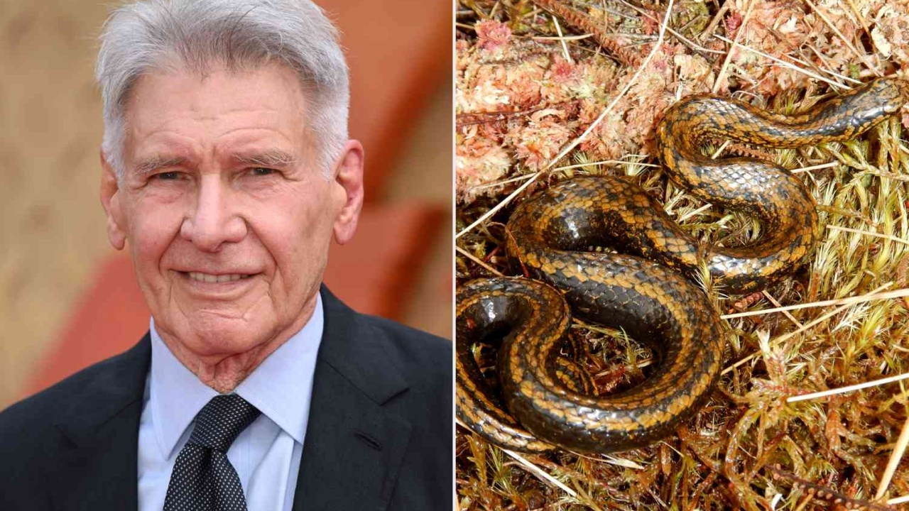 ตั้งชื่องูสายพันธุ์พบใหม่ในเปรู ตามชื่อ "แฮร์ริสัน ฟอร์ด"