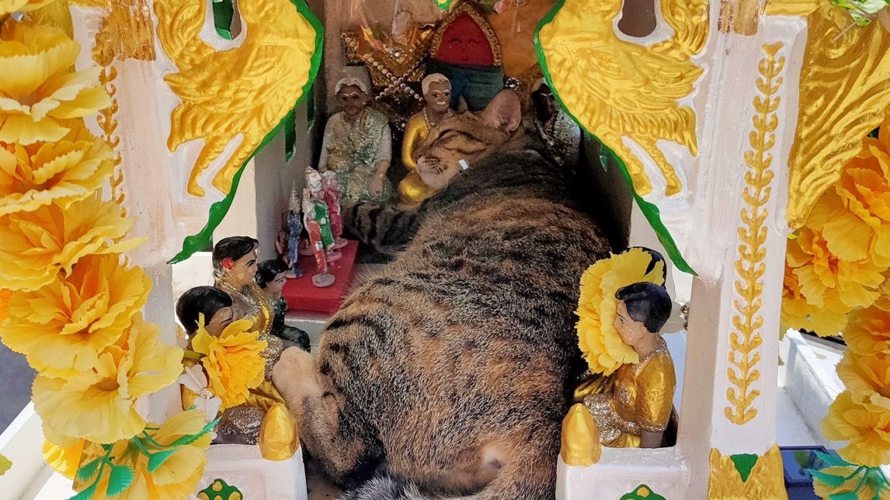 เจ้าของหอพักคิดหนัก เจอลูกค้าตั้งคำถาม ทำไมปล่อยให้ "แมว" นอนบนศาลตายาย