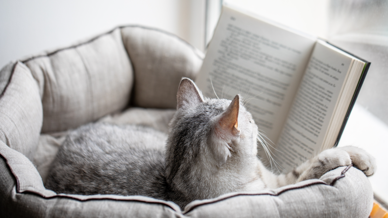 5 หนังสือน่าอ่านสำหรับทาสแมว ที่มอบปรัชญาการใช้ชีวิตจากไลฟ์สไตล์น้องเหมียว