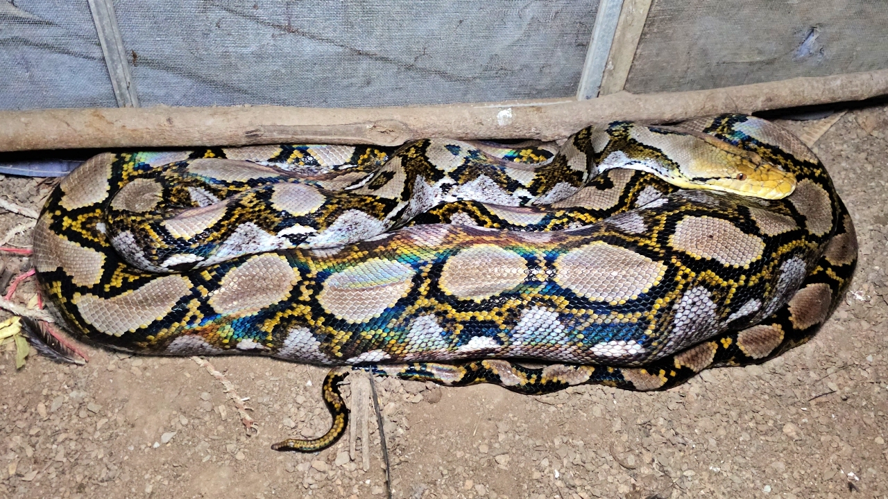 ทหารเรือเศร้า ไก่พันธุ์ดี ราคาแพง ถูกงูเหลือม 4 เมตร บุกเขมือบเกลี้ยงเล้า