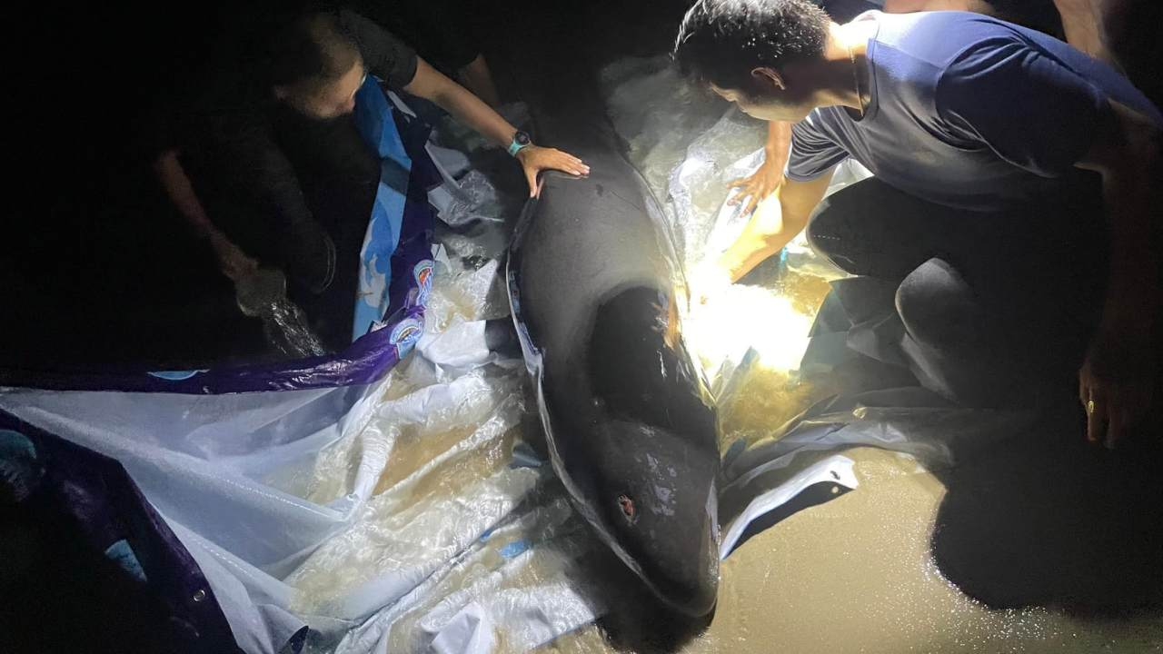 พบ "วาฬเพชฌฆาตดำ" ได้รับบาดเจ็บ บริเวณชายหาดค่ายนเรศวร