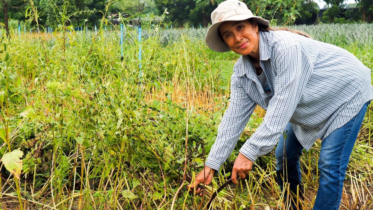 เกษตรพรานกระต่ายทิ้งไร่อ้อย 500 ไร่ ทำเกษตรอินทรีย์ ผลิตงาดำคั่วขายรายงาม