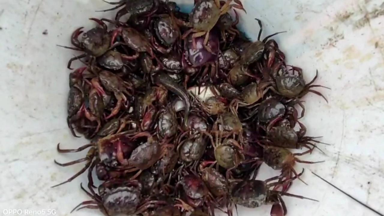 ฝนมาปูนาออกเยอะ ชาวนาพะเยาถือโอกาสออกไปจับขาย ทำรายได้ดี กก.ละ 20-30 บาท