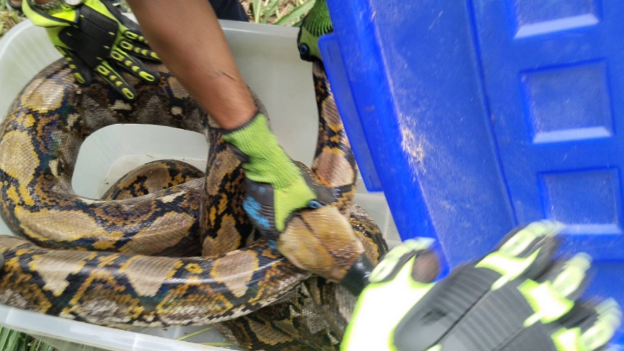 งูเหลือม 5 เมตร กำลังเขมือบสุนัขท้องแก่ ต้องเรียกกู้ภัย 10 กว่าคนช่วยกันจับ