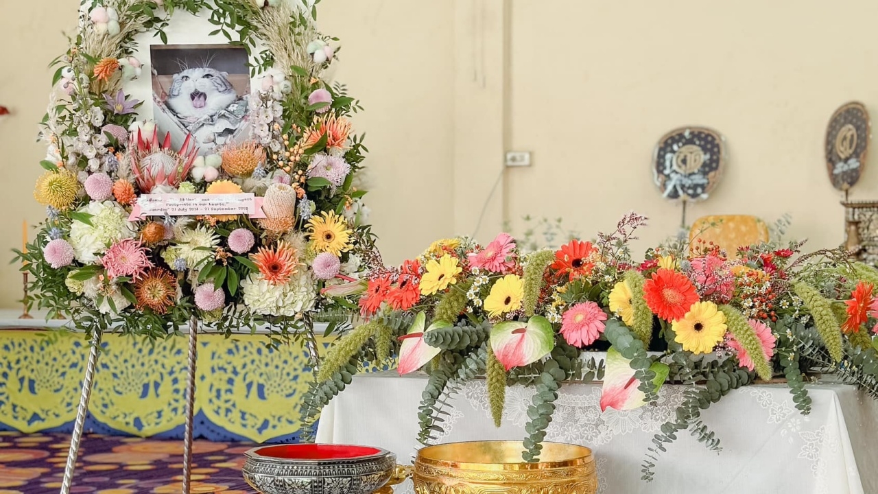 ดราม่าเพจแมว หากินกับน้องยันตาย เตรียมฟ้องหมิ่นฯ บอกยังไม่เคยแพ้สักคดี