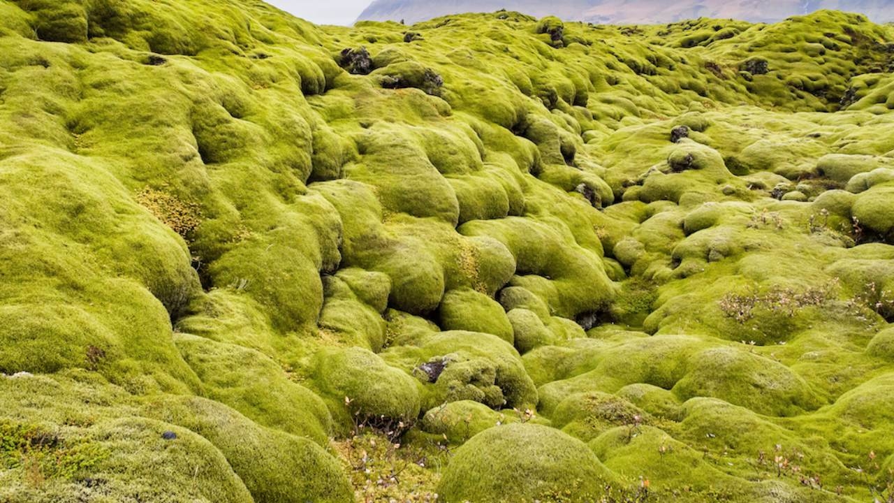 อ.เจษฎ์ เตือนอย่านอนบน "ลาวามอส" ยกเคสคนดังระดับโลก เคยโดนดราม่ามาแล้ว