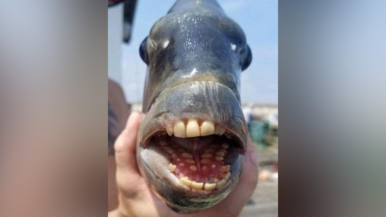 'อ้าปากแล้วสยอง' ชายสหรัฐฯ ทุบสถิติ ตกปลาประหลาด 'ฟันเหมือนคน' หนักมากสุด