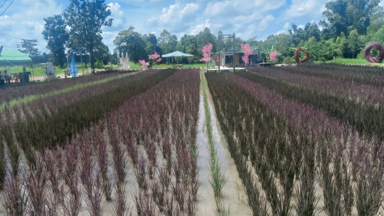 เยี่ยมแปลงนาครูน้อย เกษตรกรนักประดิษฐ์ ปลูกข้าวหลากสี ขายได้ราคา กก.ละหมื่น