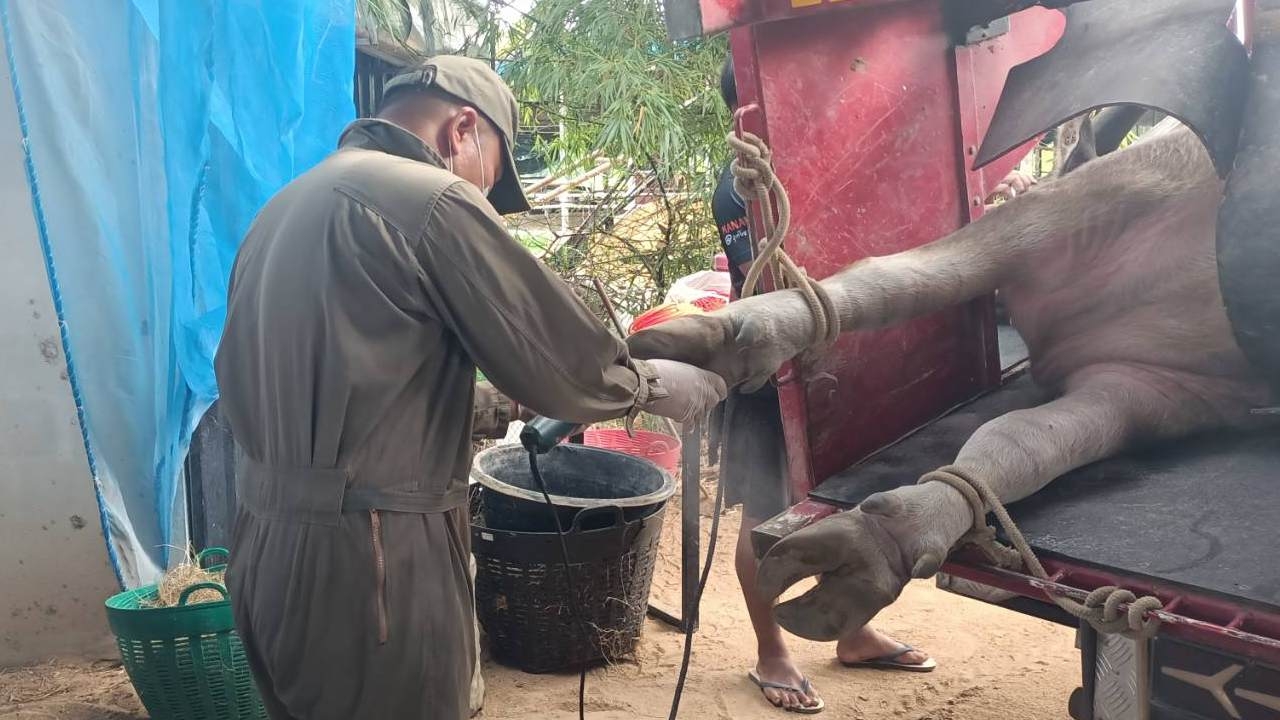 เปิดใจ "หมอบรีส" ช่างเสริมสวยกระบือ ทำมาแล้ว 7 ปี ช่วยให้ควายรู้สึกผ่อนคลาย