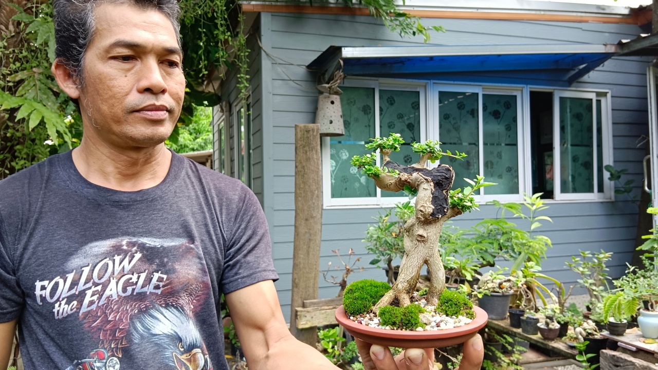 หนุ่มชาวนาศรีสะเกษ เรียนรู้จากเน็ต ปลูกบอนไซขายออนไลน์ ทำเงินเดือนละ 4 หมื่น