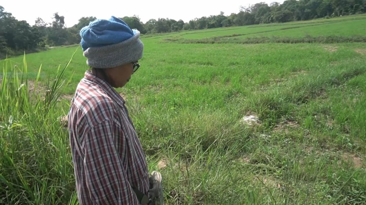 เจอแล้งจนท้อ ชาวนาอุทัยธานีโอด ทำต่อมีแต่ขาดทุน แม้ข้าวราคาดีแต่ปลูกไม่ขึ้น