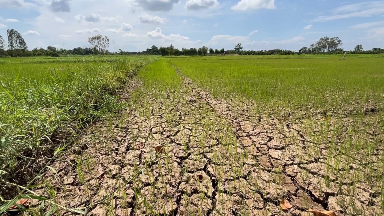 ชาวนาขอนแก่น วอนปล่อยน้ำให้ข้าวนาปี เทศบาลฯ เร่งขอ ปภ.ขอเครื่องสูบน้ำพองช่วย