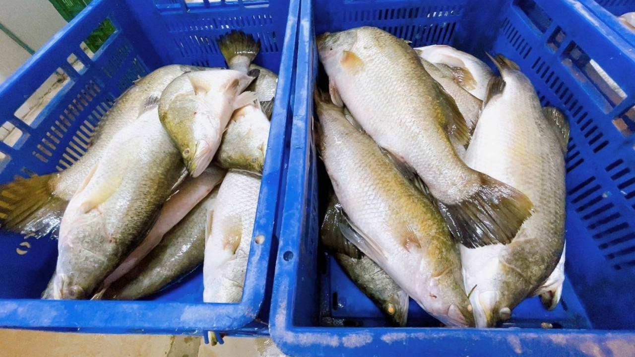 แม็คโคร รับซื้อปลากะพงกว่า 30 ตันจากผู้เลี้ยงปลาภาคใต้ ช่วยแก้ราคาตกต่ำ