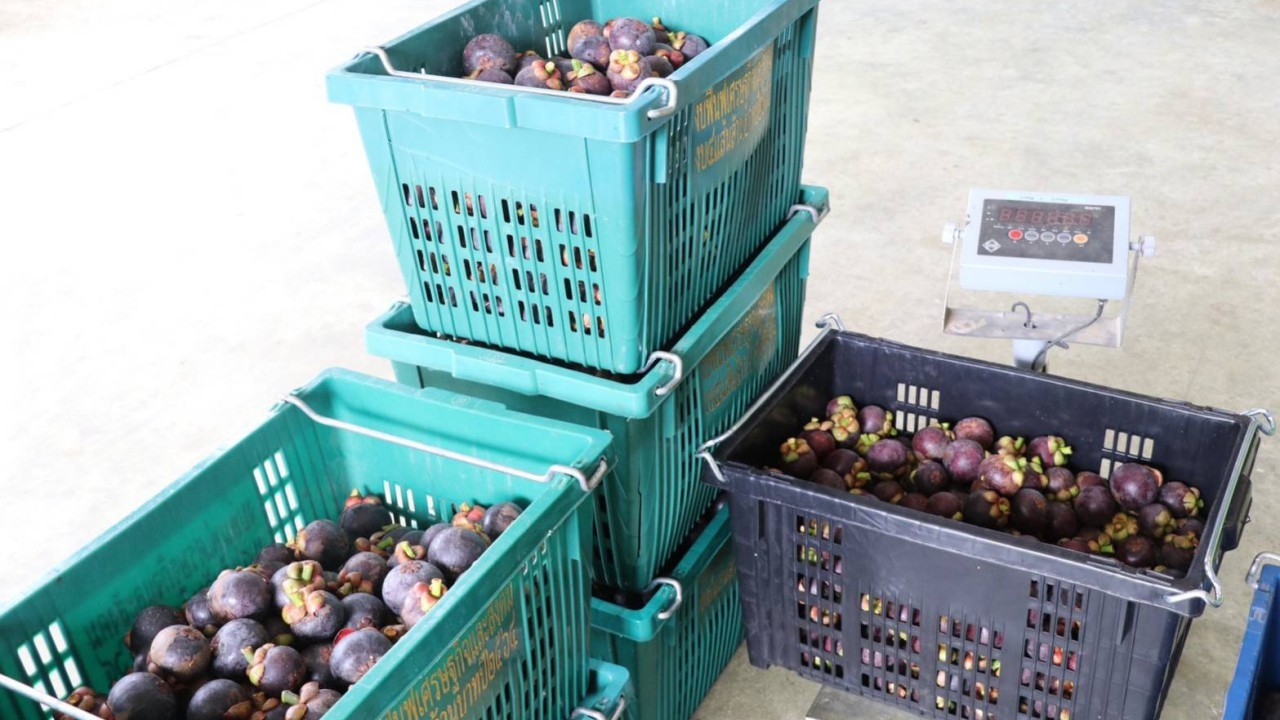 กรมส่งเสริมสหกรณ์ เพิ่มจุดรับซื้อมังคุดเมืองคอน โดยใช้กลไกสหกรณ์ระบายผลผลิต