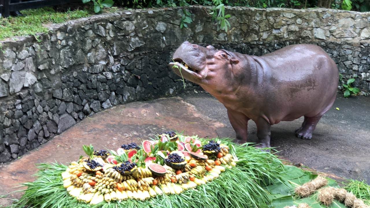 ฉลองวันเกิด "แม่มะลิ" ครบ 58 ปี "ฮิปโปโปเตมัส" ที่อายุยืนที่สุดในประเทศไทย