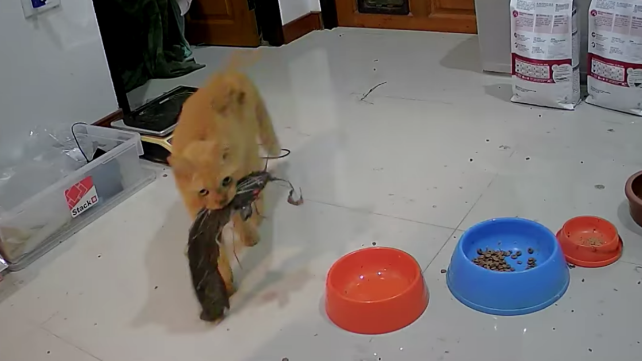 เราก็เก่งซะด้วย เจ้าของปวดหัวเลย "น้องแมว" ดักจับปลาตัวใหญ่ ก่อนคาบเข้าบ้าน (คลิป)